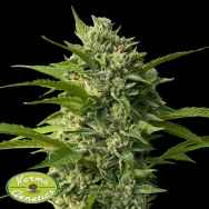 Karma Genetics Seeds Goji Biker