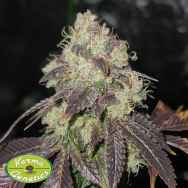 Karma Genetics Seeds Gold Juice