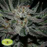 Karma Genetics Seeds Grenadine