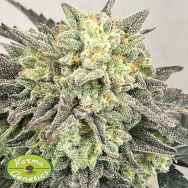 Karma Genetics Seeds Guava Zi