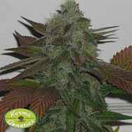 Karma Genetics Seeds Happy Brother BX2