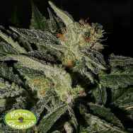 Karma Genetics Seeds Happy Kush