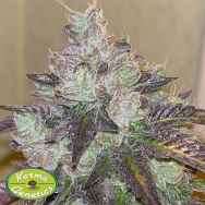 Karma Genetics Seeds Head Rush