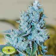 Karma Genetics Seeds Headbanger