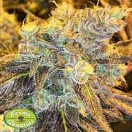 Karma Genetics Seeds Headstash