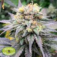 Karma Genetics Seeds Highway Harmony