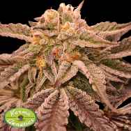 Karma Genetics Seeds Hindu Runtz