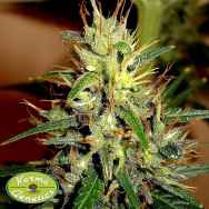 Karma Genetics Seeds Jack Cheddar