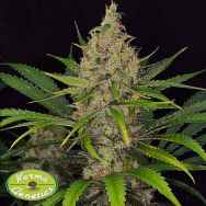 Karma Genetics Seeds Jack O Nesia