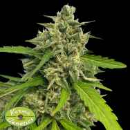 Karma Genetics Seeds Judge Dread