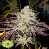 Karma Genetics Seeds KarmDown