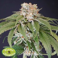 Karma Genetics Seeds Kushi Melon