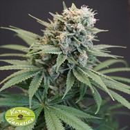 Karma Genetics Seeds LeMello