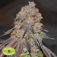 Karma Genetics Seeds Lemon Mochi