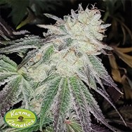 Karma Genetics Seeds Lemon Pina