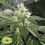 Karma Genetics Seeds Lemon Rado