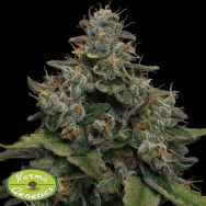 Karma Genetics Seeds LemonTini