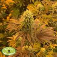 Karma Genetics Seeds Lemon ZiZi LTD