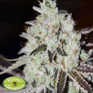 Karma Genetics Seeds Mahayana