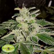 Karma Genetics Seeds Mandarin Kush