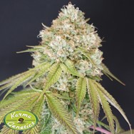 Karma Genetics Seeds Melo Rado