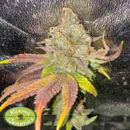 Karma Genetics Seeds Melon Apple Zi