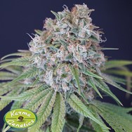 Karma Genetics Seeds Melon Cheddar