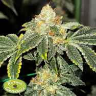 Karma Genetics Seeds Melon Fizz Biker