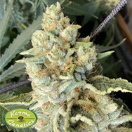 Karma Genetics Seeds Melon Tini