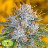 Karma Genetics Seeds Midnight Rumble