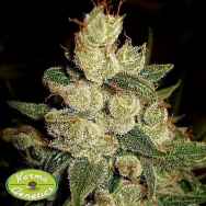 Karma Genetics Seeds Mirre