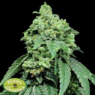 Karma Genetics Seeds Moulin Rouge O.G.