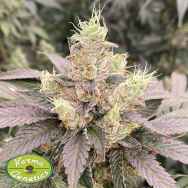 Karma Genetics Seeds Mop Chopper