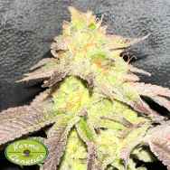 Karma Genetics Seeds MoZiZi LTD