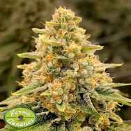 Karma Genetics Seeds Nectar