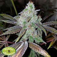 Karma Genetics Seeds Now N Frutti