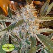 Karma Genetics Seeds Now N Sour