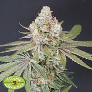 Karma Genetics Seeds Now N Melon