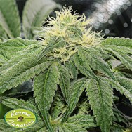 Karma Genetics Seeds OG Tini