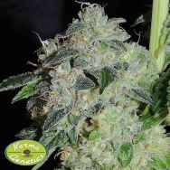 Karma Genetics Seeds Old Grandpa Scratch LTD