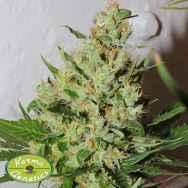 Karma Genetics Seeds Orange Sorbet