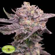 Karma Genetics Seeds Pink Bacio