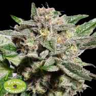 Karma Genetics Seeds Pink Fritter