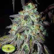 Karma Genetics Seeds Pink Paletas