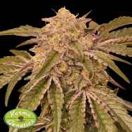 Karma Genetics Seeds Pink Pie