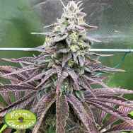 Karma Genetics Seeds Pink Zi