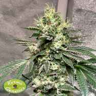 Karma Genetics Seeds Pinky Sour