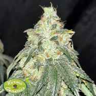 Karma Genetics Seeds Plum Paradise