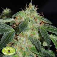 Karma Genetics Seeds Polar Bear LTD