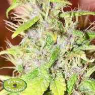 Karma Genetics Seeds Purple Rain x Biker Kush